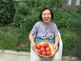 トマト収穫.jpg