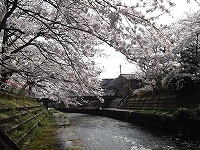 川べり桜.jpg