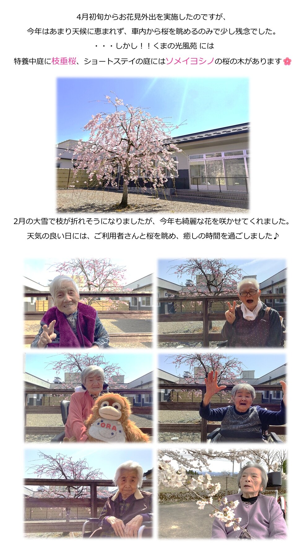 sakura2.jpg